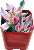 Succulents Plants Live 2inch Live Mini Succulent Plants, Easy Care House Plants Rooted in Succulent Soil Mix, by The Succulent Cult (Crassula 'Candy Cane', 2 Inch)