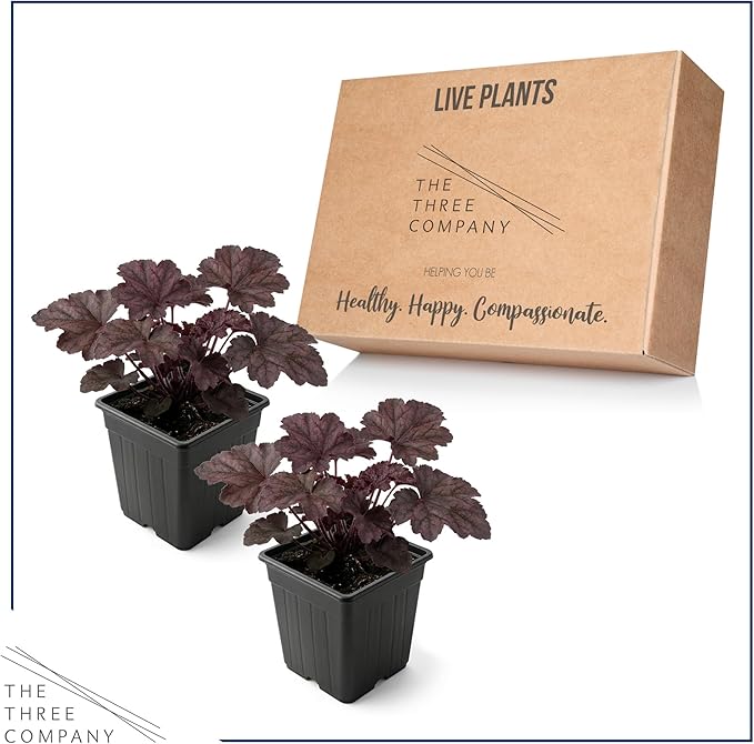 Live Heuchera Coral Bells 2-Pack – Purple Shades – Shade Perennial Foliage Plant, 10” Tall, 1 Qt Pot