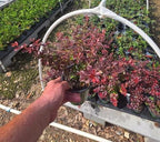 Crimson Pygmy Dwarf Barberry - Live Plant - (1 QT)