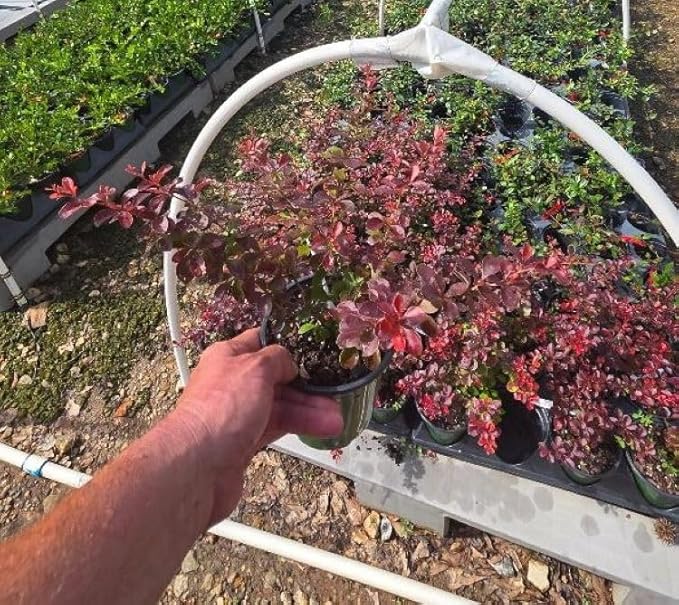 Crimson Pygmy Dwarf Barberry - Live Plant - (1 QT)