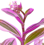 Shop Succulents Tradescantia Nanouk, Hanging Live Indoor Plant, Easy Care Hanging Trailing Houseplant in Nursery Pot, Air Purifying Plant in Soil, Housewarming, Home Décor, 4 Inch Pot