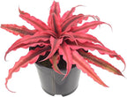 Cryptanthus Super Pink Earth Star Live Indoor Plant in 4 in. Plastic Grower Pot **Cannot Ship to California and Hawaii***