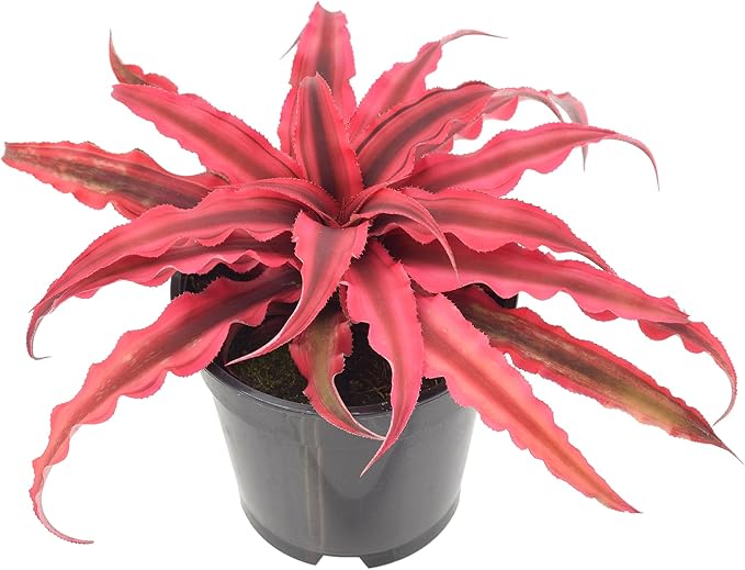 Cryptanthus Super Pink Earth Star Live Indoor Plant in 4 in. Plastic Grower Pot **Cannot Ship to California and Hawaii***