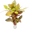 SubstrateSource Live Aquarium Stem Plants - Freshwater Aquatic Plant for Fish Tanks, Aquascaping - (Alternanthera Red Broad Leaf, 1 Bunch)