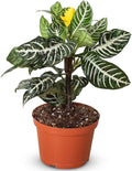 Zebra Aphelandra Live Plant for Indoor | Different Houseplants in 4'' & 6'' Pot | Real House Plant for Living Room, Office, Desk & Bathroom | Zebra Plant | Aphelandra squarrosa