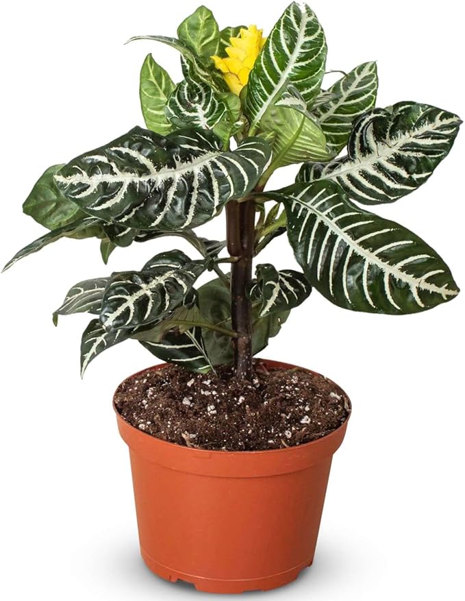Zebra Aphelandra Live Plant for Indoor | Different Houseplants in 4'' & 6'' Pot | Real House Plant for Living Room, Office, Desk & Bathroom | Zebra Plant | Aphelandra squarrosa