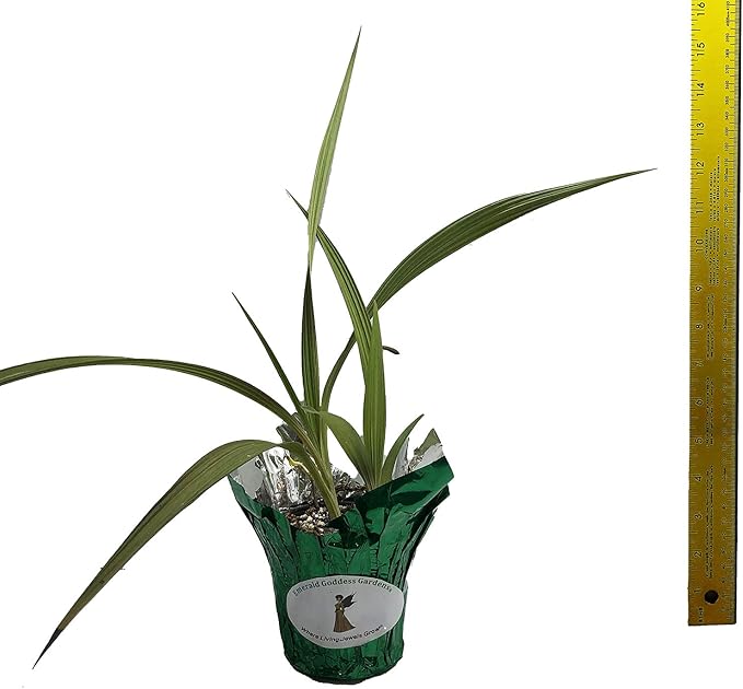 Phillipine Terrestrial Ground Orchid - Spathoglottis parsonii - Live Plant - Yellow Lavender Flower - Emerald Godess Gardens - Starter Sz 4 Inch Pot