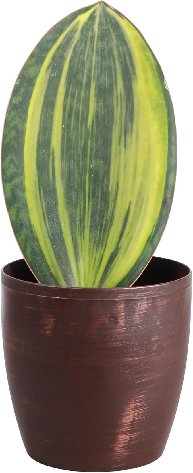 Thorsen's Greenhouse Live Variegated Whale Fin Snake Plant, Low Light, Collector Houseplant, 4-inch Diameter Mature Plant (Copper)
