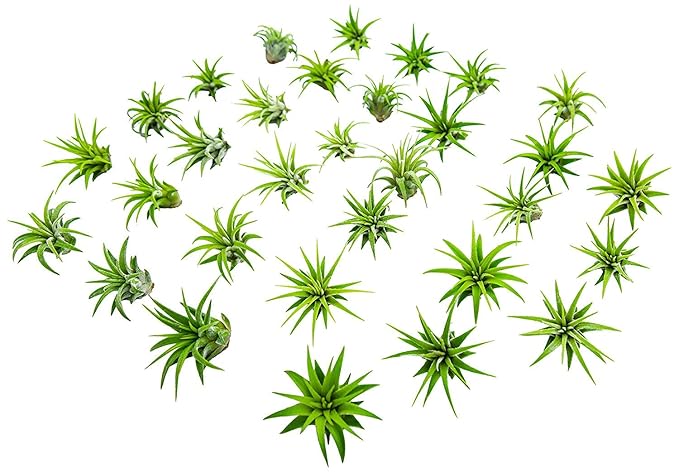 Fairy Garden Tillandsia Air Plants Live Indoor Plants (50PK), Terrarium Plants Live Houseplants Fairy Garden Accessories, Live Plants Indoor Fairy Garden Kit, Air Plant Lover Gifts by Plants for Pets