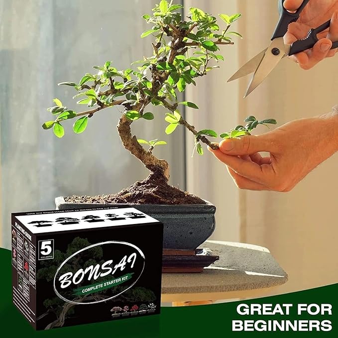 Indoor Bonsai Starter Kit - 5 Seeds Growing Complete Set with Gardening Tools for Beginners, Home DIY Mini Garden Gift for Adults