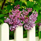 CarpetC 300+ Lilac Seeds for Planting, Hardy Perennial Shrub Non-GMO Fragrant Spring Blooms Syringa vulgaris for Home Outdoor Borders, Hedges & Pollinator Gardens