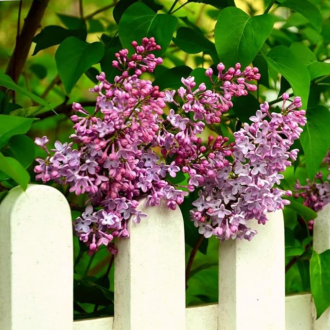 CarpetC 300+ Lilac Seeds for Planting, Hardy Perennial Shrub Non-GMO Fragrant Spring Blooms Syringa vulgaris for Home Outdoor Borders, Hedges & Pollinator Gardens