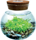WaterPlants- Create Your Own Lush and Soothing Aquascape Terrarium Starter Kit, Indoor Plant Glass Globe Terrariums with Powerful 3 LED Light and Complete Supplies, Just Add Water!