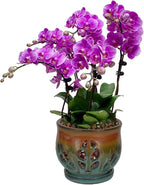 W&W Orchid Pot with Holes and Saucer for Repotting, Tan Mix, 6.5"