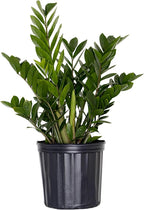 ZZ Green Plant Live in 10 inch Decorativ Pot, Easy Care Low Light Indoor House Plant for Home and Office Decor by United Nursery