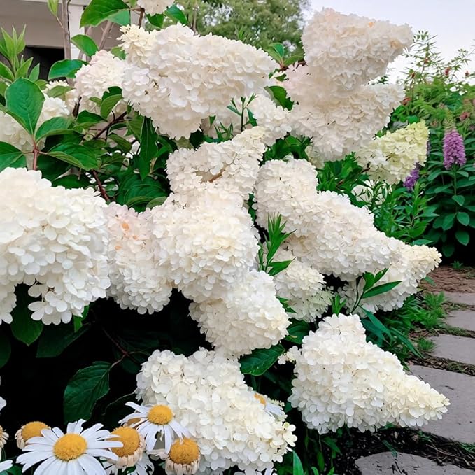 150+ Hydrangea Seeds - Mixed Color Perennial Flowers (Blue, Pink, Red & White) for Garden, Landscape & Wedding Decor – Hardy, Non-GMO, Heirloom Seed for Outdoor Planting & Potted Plants