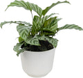 Plants for Pets Peacock Calathea 'Freddie', Pet Friendly Prayer Decor in 6" White Pot, Live Houseplant Gift, Cat Safe, Decorative Desk House Plants by Plants for Pets