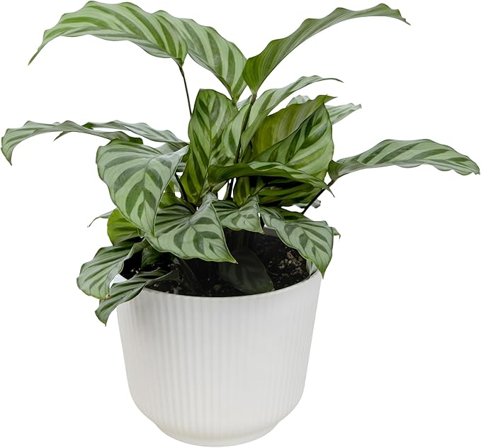 Plants for Pets Peacock Calathea 'Freddie', Pet Friendly Prayer Decor in 6" White Pot, Live Houseplant Gift, Cat Safe, Decorative Desk House Plants by Plants for Pets