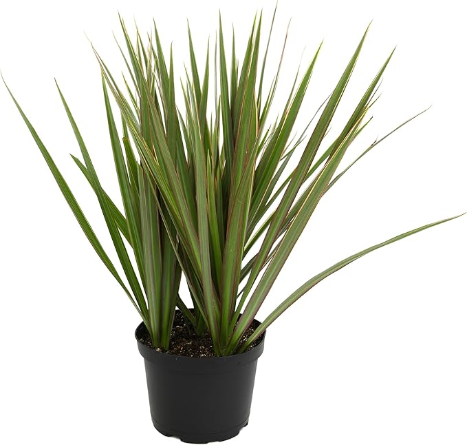 Dracaena Marginata 'Bicolor' Dragon Tree in 6" Grower Pot, Live Houseplant, Easy Plant Decor, Air Purifying Houseplants for Home or Office by Plants for Pets