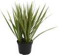 Dracaena Marginata 'Bicolor' Dragon Tree in 6" Grower Pot, Live Houseplant, Easy Plant Decor, Air Purifying Houseplants for Home or Office by Plants for Pets