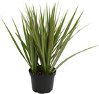 Dracaena Marginata 'Bicolor' Dragon Tree in 6" Grower Pot, Live Houseplant, Easy Plant Decor, Air Purifying Houseplants for Home or Office by Plants for Pets
