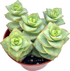 Crassula Perforata Ivory Towers, String of Buttons, Succulents Plants Live Fully Rooted House Plant for Home Decor Office Decoration, DIY Projects