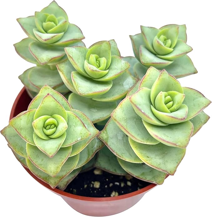 Crassula Perforata Ivory Towers, String of Buttons, Succulents Plants Live Fully Rooted House Plant for Home Decor Office Decoration, DIY Projects