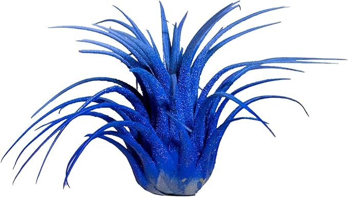 Air Plants - Tillandsia Ionantha - Organically Enhanced Color - Live Arrival Guaranteed - House Plants for Home Decor & Gift (2 Tone 4pk) (2 Tone 4pk Blue Lagoon)