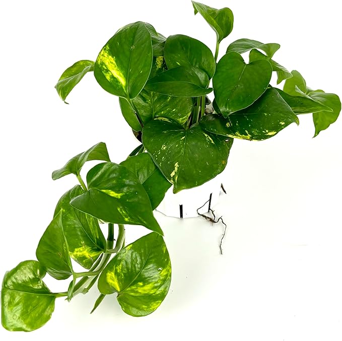 Pothos Golden Easy Air Purifying House Plant, 4" Pot