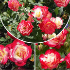 Rose Live Plant, Roses Flower Plant, Fragrant Flower for Planting, 4-6 Inches Tall, Bush Shrub Plants, Well Rooted, Ready to Grow (Red White Rose)