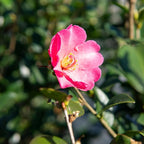 PERFECT PLANTS Kanjiro Camellia Shrub 1 Gallon | Live Plant for Outdoor Planting | Hot Pink Flowers with Evergreen Foliage | Perfect for Sun or Shade Garden