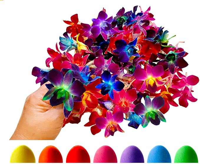 Miami Fresh Orchid Flower OrchidClub USA Sunne Tropical Loose Bloom Head DIY Lei food drink decoration (RAINBOW 50)