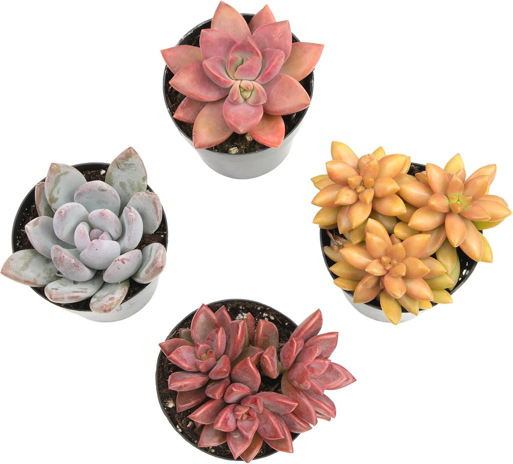 Live Succulents 4-Pack, Mini Plants Succulent Mix, Live Plants, Mini Succulents, House Plants, Live Succulent Plants, Outdoor & Indoor Plants for Event, Wedding, Kid Crafts