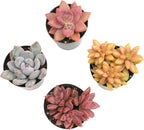 Live Succulents 4-Pack, Mini Plants Succulent Mix, Live Plants, Mini Succulents, House Plants, Live Succulent Plants, Outdoor & Indoor Plants for Event, Wedding, Kid Crafts