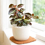 Peperomia 'Metallica' (4 inch) - Pet-Friendly Houseplants - Attractive Indoor Plants, Easy to Grow, Pet Safe Plants for Cats & Dogs, Ideal for Home Decor, Office & Gift