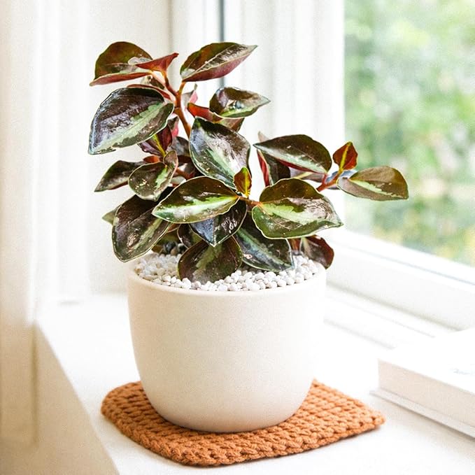 Peperomia 'Metallica' (4 inch) - Pet-Friendly Houseplants - Attractive Indoor Plants, Easy to Grow, Pet Safe Plants for Cats & Dogs, Ideal for Home Decor, Office & Gift