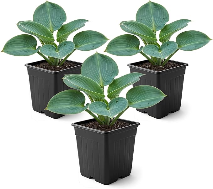Live Perennial Hosta - Blue Cadet (3 Plants Per Pack) Beautiful Accent Plant, 10" Tall by 4" Wide in 1 Qt Pot