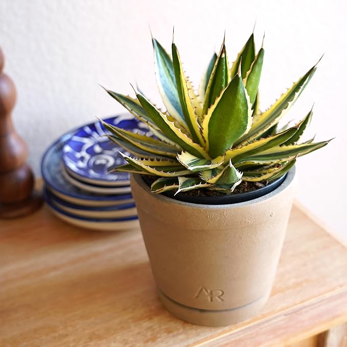 Altman Plants lophantha Quadricolor Agave Plant, Exotic Succulent, Live Plant Decor, Exotic Plants & Rare Plants, Real Plants Live Succulents Plants Live Houseplants, Rare Succulent Plants Live Plants