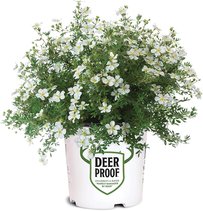 Proven Winners Happy Face White Potentilla (Dasiphora fruticosa) Live Plant, 4.5" Qt, 4 Pack