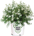 Proven Winners Happy Face White Potentilla (Dasiphora fruticosa) Live Plant, 4.5" Qt, 4 Pack