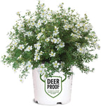 Proven Winners Happy Face White Potentilla (Dasiphora fruticosa) Live Plant, 4.5" Qt, 4 Pack
