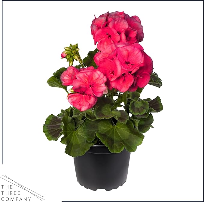 Live Flowering Zonal Geraniums - Salmon (3 Plants Per Pack) - Beautiful Spring Flowers - 12" Tall by 5" Wide in 1 Qt Pot
