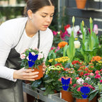 Fruit Fly Traps, 60 Pack Blue Sticky Traps, Fungus Gnat Traps, Plant Fly Stickers for Indoor and Outdoor Use Protect The Plant