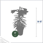 Live Flowering Easter Lily in Deco Cover (2 Plants Per Pack), 3+ Blooms Per Plant, 12" Tall by 6" Wide in 1.25 Qt Pot