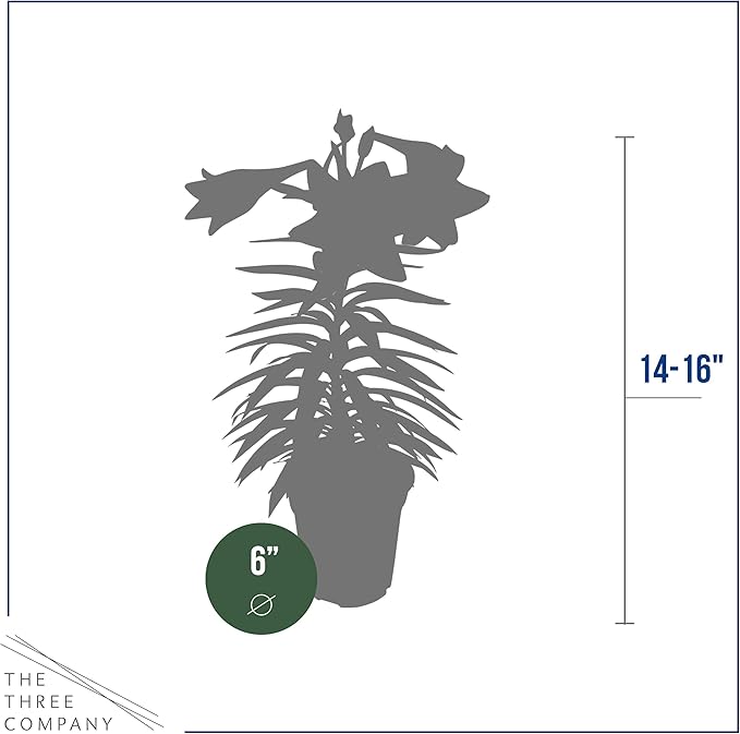 Live Flowering Easter Lily in Deco Cover (2 Plants Per Pack), 3+ Blooms Per Plant, 12" Tall by 6" Wide in 1.25 Qt Pot