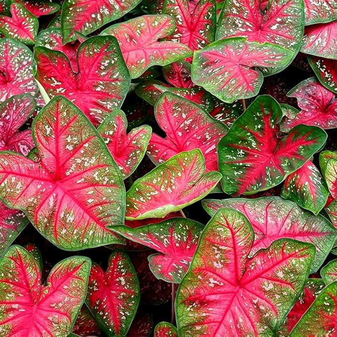 200Pcs Mix Caladium Seeds for Planting for Planting - Shade Loving, Heat Tolerant, Perfect for Containers & Indoor Decor