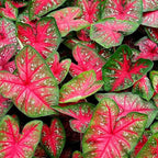 200Pcs Mix Caladium Seeds for Planting for Planting - Shade Loving, Heat Tolerant, Perfect for Containers & Indoor Decor
