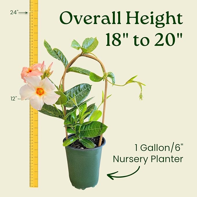 Giant Peach Mandevilla Vine – 1 Gallon, 16” to 20” Tall – Climbing Tropical Flowering Plant – Large Peach Blooms – Perfect for Trellis, Arbors & Containers – Thrives in Full Sun