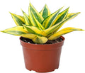 4" Live Succulent Snake Plants, Easy Care Potted Succulents, Indoor Houseplant, Unique Gifts, Home Office Décor
