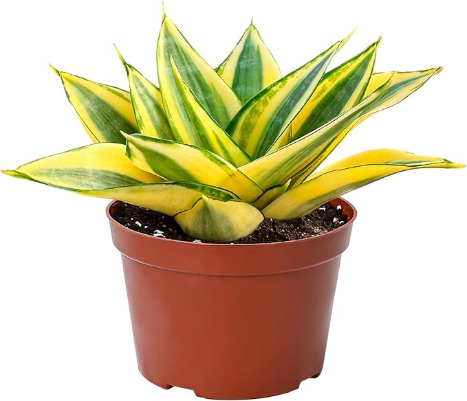 4" Live Succulent Snake Plants, Easy Care Potted Succulents, Indoor Houseplant, Unique Gifts, Home Office Décor